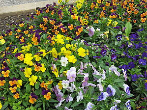 Viola 'Admire Maxi en mélange' Impossible d'afficher l'image