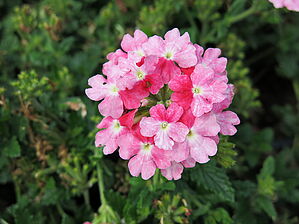Verbena Superbena Sparkling 'Rosé' Impossible d'afficher l'image