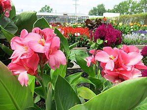 Impossible d'afficher l'image