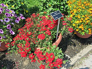 Verbena Obsession Cascade 'Scarlet' Impossible d'afficher l'image