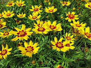 Impossible d'afficher l'image