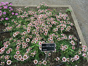 Verbena Lanai 'Twister Dark Red' Impossible d'afficher l'image