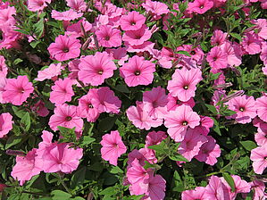 Petunia 'Supertunia Vista Bubblegum' Impossible d'afficher l'image