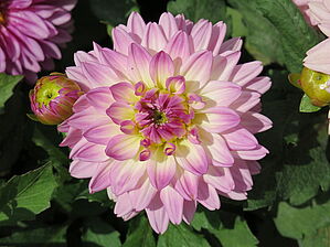 Impossible d'afficher l'image