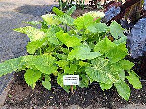 Alocasia 'Yellow Variegata' Impossible d'afficher l'image