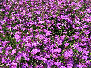 Impossible d'afficher l'image