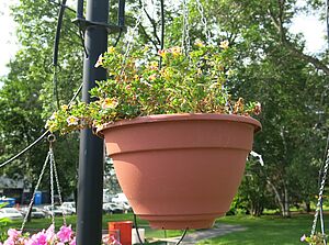 Impossible d'afficher l'image