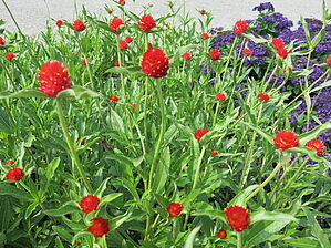 Impossible d'afficher l'image