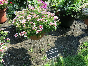 Verbena Lanai 'Upright Twister Red' (Panier) Impossible d'afficher l'image