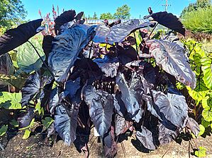 Impossible d'afficher l'image