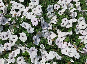 Impossible d'afficher l'image