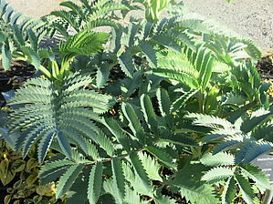 Impossible d'afficher l'image