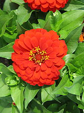 Zinnia 'Zesty Scarlet' Impossible d'afficher l'image