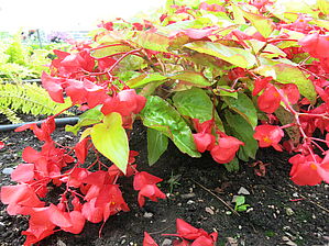 Begonia 'Canary Wings' Impossible to display the image