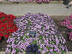 Petunia 'Supertunia Bordeaux' Impossible d'afficher l'image