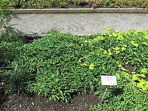 Impossible d'afficher l'image