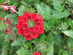 Verbena Empress 'Sun Red' Impossible d'afficher l'image