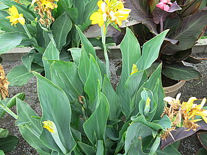 Impossible d'afficher l'image