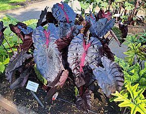 Impossible d'afficher l'image