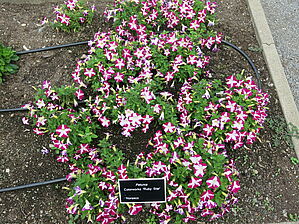 Petunia Colorworks 'Ruby Star' Impossible d'afficher l'image