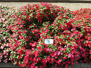 Impossible d'afficher l'image