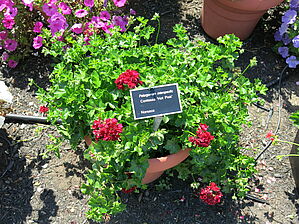 Impossible d'afficher l'image