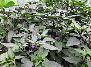 Impossible d'afficher l'image