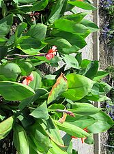 Impossible d'afficher l'image