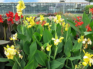 Impossible d'afficher l'image