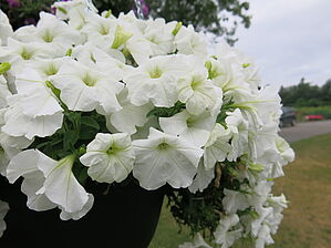 Petunia (Panier) Sanguna Patio 'White' Impossible d'afficher l'image