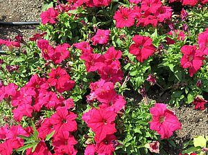 Petunia 'Tritunia Rose' Impossible d'afficher l'image