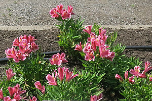 Impossible d'afficher l'image