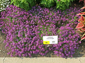 Impossible d'afficher l'image