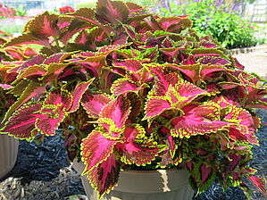 Plectranthus Main Streat 'Ocean Drive' Impossible d'afficher l'image
