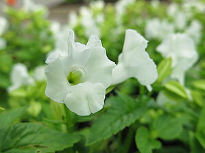 Torenia 'Summery Love Pure White' Impossible d'afficher l'image