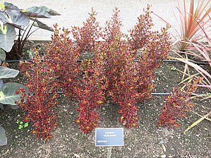 Impossible d'afficher l'image