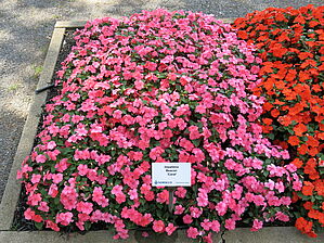 Impossible d'afficher l'image