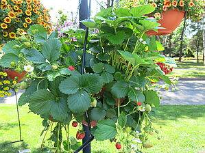 Impossible d'afficher l'image