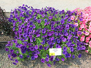 Petunia Easy Wave Spreading 'Blue' Impossible d'afficher l'image