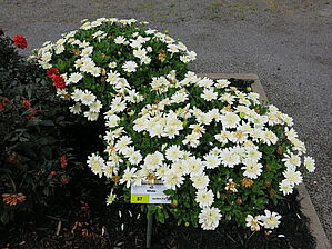 Impossible d'afficher l'image