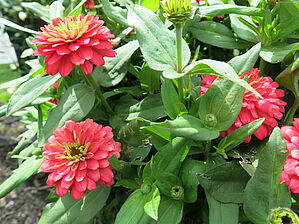 Zinnia (Pot) Zahara Double 'Salmon' Impossible d'afficher l'image