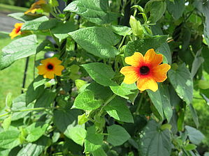 Thunbergia (Pot) 'Orange Diverse' Impossible d'afficher l'image