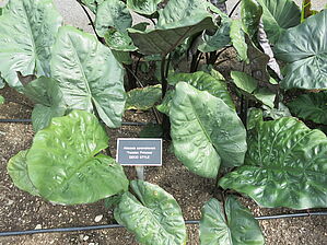 Alocasia 'Yucatan Princess' Impossible d'afficher l'image