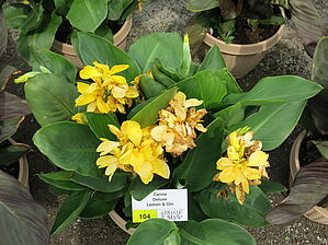 Impossible d'afficher l'image