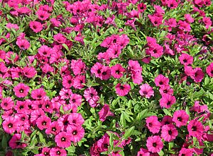 Petunia 'Supertunia Sangria Charm' Impossible d'afficher l'image