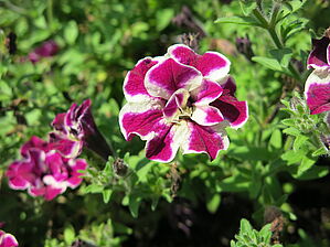 Impossible d'afficher l'image