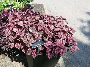 Impossible d'afficher l'image