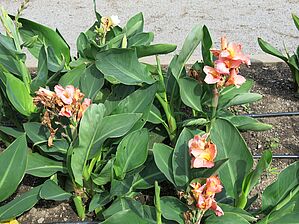 Impossible d'afficher l'image