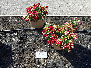 Petunia Crazytunia 'Frisky Red' Impossible d'afficher l'image