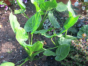 Alocasia 'Buddha's Palm' Impossible d'afficher l'image